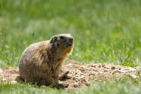 Alpine marmot — Nicolas Marincic