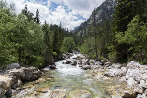 Mountain torrent among the firs — Nicolas Marincic