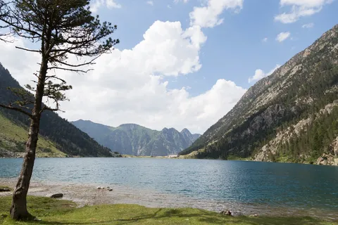 Lone pine on the shore of a mountain lake — Nicolas Marincic