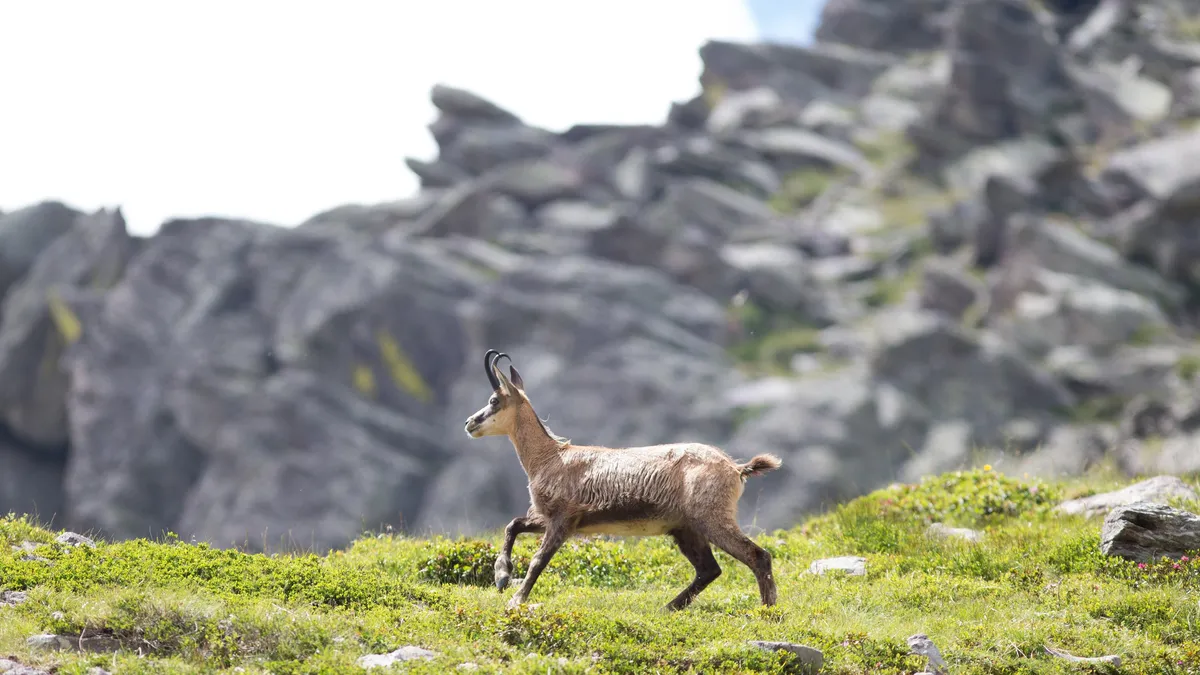 Chamois — Nicolas Marincic
