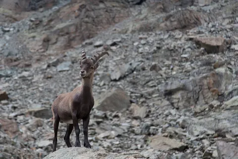 Alpine ibex — Nicolas Marincic