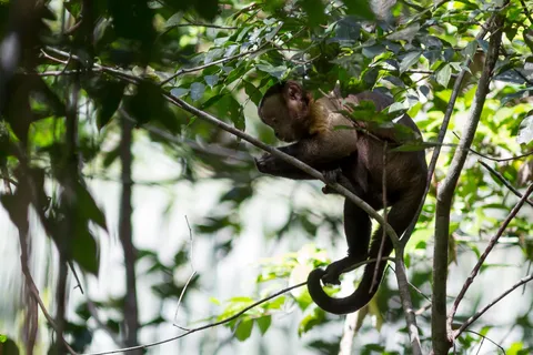 Capuchin monkey near Manaus, Brazil — Nicolas Marincic