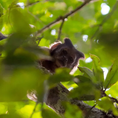 Monkey in the canopy near Manaus, Brazil — Nicolas Marincic