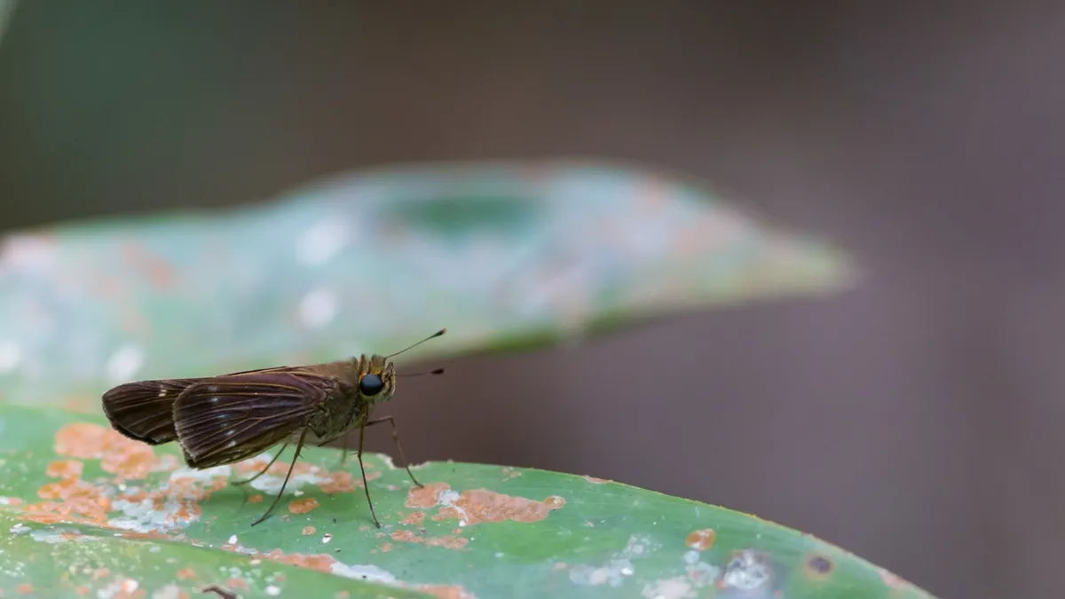 Skipper butterfly near Manaus, Brazil — Nicolas Marincic