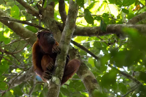 Monkey in the trees near Manaus, Brazil — Nicolas Marincic