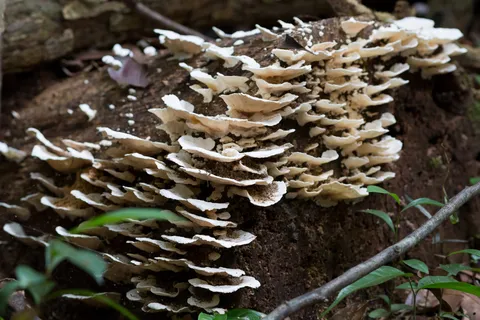 Bracket fungi on a trunk near Manaus, Brazil — Nicolas Marincic