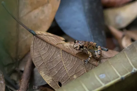 Tree frog on a leaf near Manaus, Brazil — Nicolas Marincic