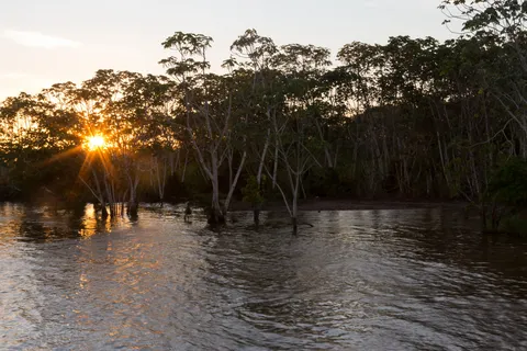 Sunburst over the flooded forest of the Solimões, Brazil — Nicolas Marincic