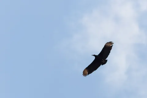 Raptor in flight over the Solimões, Brazil — Nicolas Marincic