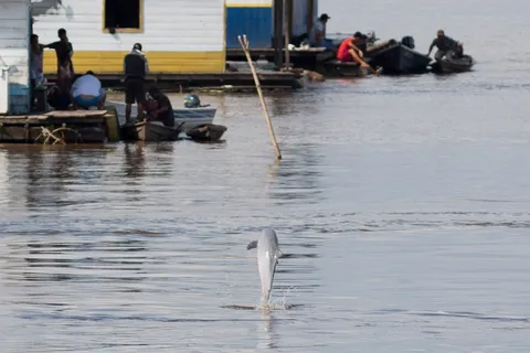 Pink river dolphin leaping, Solimões, Brazil — Nicolas Marincic
