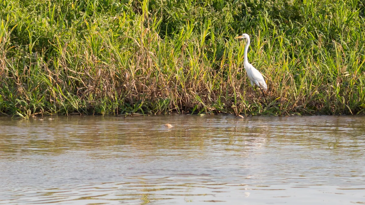 Egret on the bank of the Solimões, Brazil — Nicolas Marincic