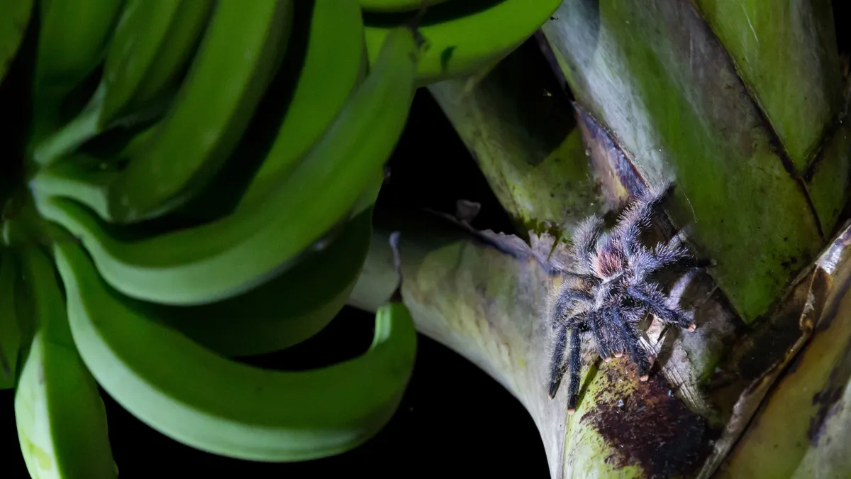 Pink-toed tarantula on a bunch of bananas, Peru — Nicolas Marincic