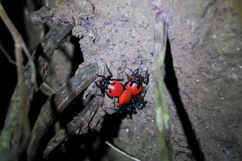 Red beetles on bark near Iquitos, Peru — Nicolas Marincic