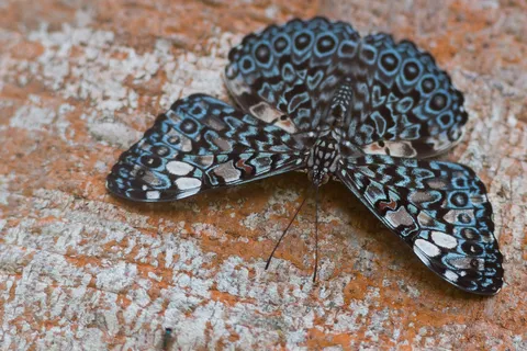Cracker butterfly on bark near Iquitos, Peru — Nicolas Marincic