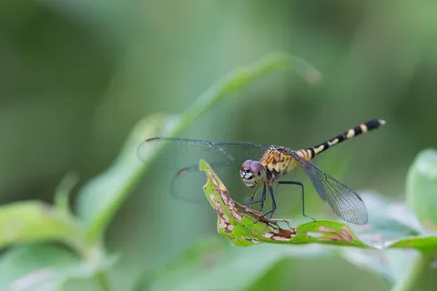 Dragonfly on a leaf near Iquitos, Peru — Nicolas Marincic