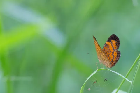 Butterfly in the forest near Iquitos, Peru — Nicolas Marincic