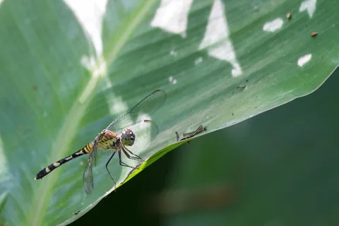 Dragonfly near Iquitos, Peru — Nicolas Marincic