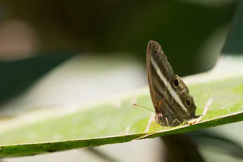Butterfly near Iquitos, Peru — Nicolas Marincic