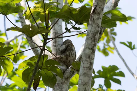 Sloth in a tree near Iquitos, Peru — Nicolas Marincic