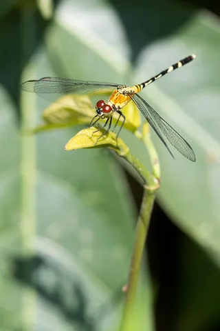 Dragonfly at rest near Iquitos, Peru — Nicolas Marincic