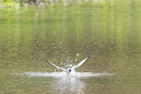 Tern diving over the Amazon near Iquitos, Peru — Nicolas Marincic