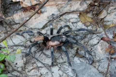 Tarantula on the forest floor near Iquitos, Peru — Nicolas Marincic