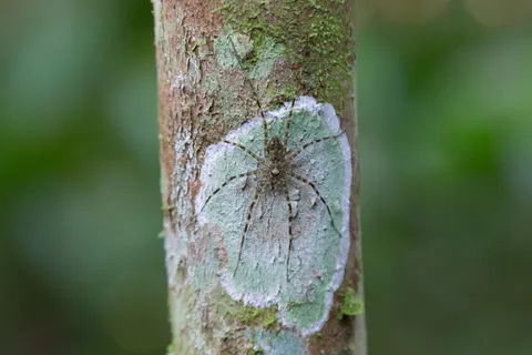 Camouflaged spider on a trunk near Iquitos, Peru — Nicolas Marincic