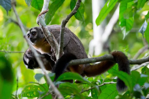 Night monkeys on a branch near Iquitos, Peru — Nicolas Marincic