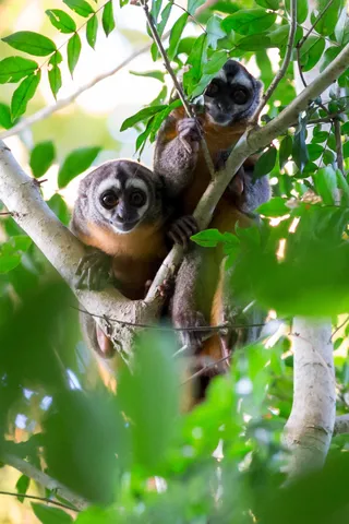 Pair of night monkeys near Iquitos, Peru — Nicolas Marincic