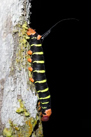 Striped caterpillar on a trunk at night near Iquitos, Peru — Nicolas Marincic