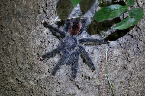 Tarantula on a trunk at night near Iquitos, Peru — Nicolas Marincic