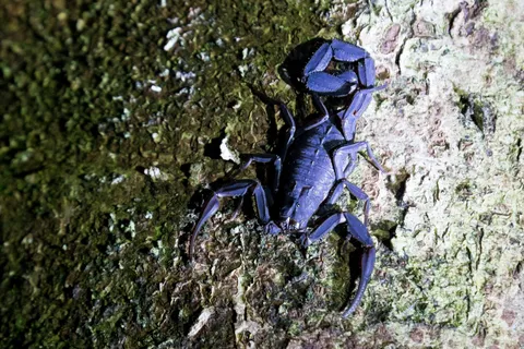 Blue scorpion at night near Iquitos, Peru — Nicolas Marincic