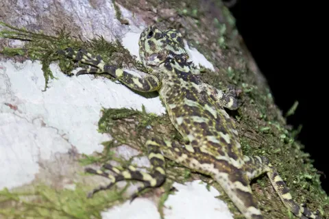 Camouflaged gecko close-up near Iquitos, Peru — Nicolas Marincic