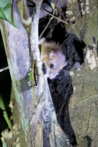 Mouse opossum in a tree hollow at night, Peru — Nicolas Marincic