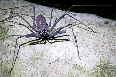 Whip spider at night near Iquitos, Peru — Nicolas Marincic