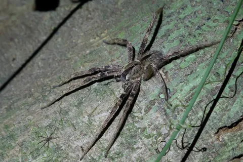 Wandering spider near Iquitos, Peru — Nicolas Marincic