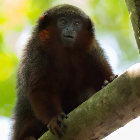 Titi monkey portrait near Iquitos, Peru — Nicolas Marincic