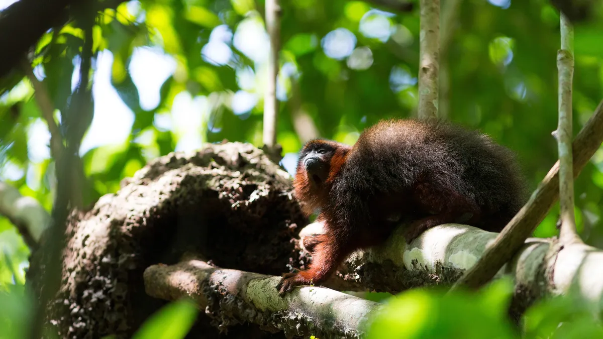 Titi monkey by a termite nest near Iquitos, Peru — Nicolas Marincic