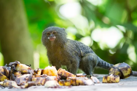 Pygmy marmoset eating bananas near Iquitos, Peru — Nicolas Marincic