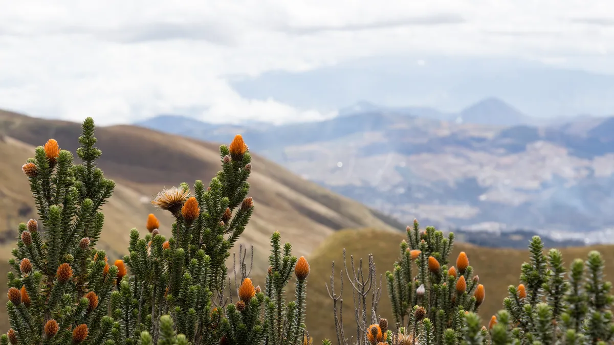 Chuquiraguas en fleur sur le páramo, Équateur — Nicolas Marincic