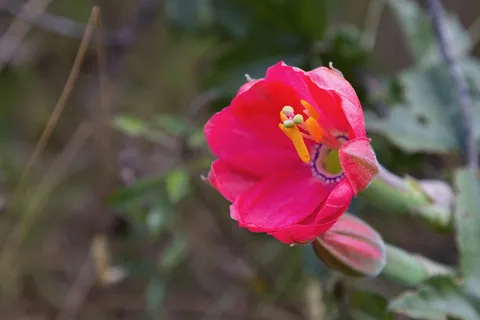Red flower at Cuicocha, Ecuador — Nicolas Marincic