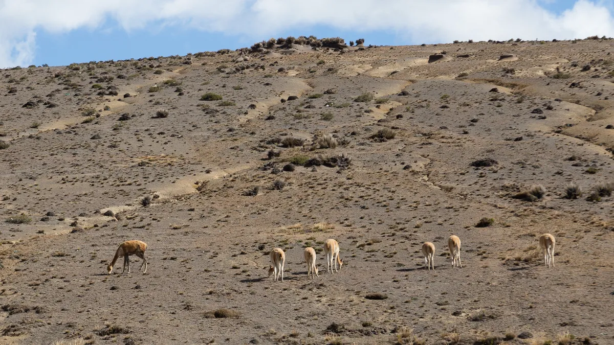 Vicuñas on the slopes of Chimborazo, Ecuador — Nicolas Marincic