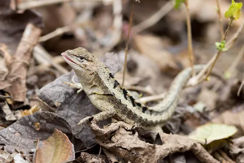 Lava lizard, Isla de la Plata, Ecuador — Nicolas Marincic
