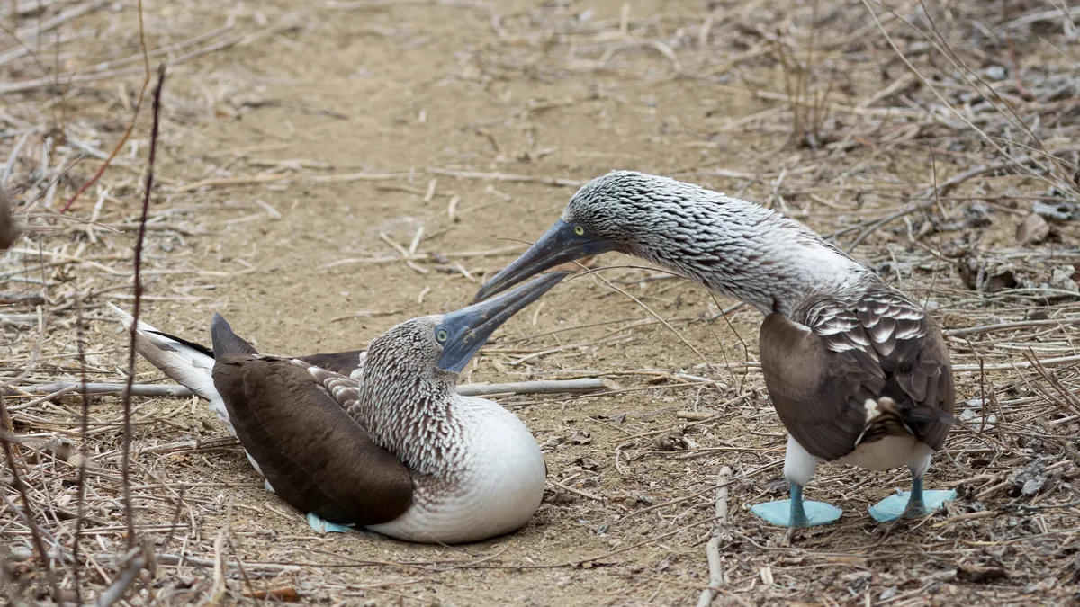 Blue-footed boobies courting, Isla de la Plata, Ecuador — Nicolas Marincic