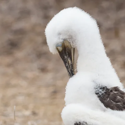 Fluffy booby chick preening, Isla de la Plata, Ecuador — Nicolas Marincic