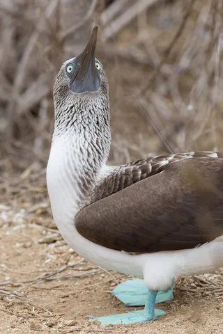 Blue-footed booby showing its feet, Isla de la Plata, Ecuador — Nicolas Marincic