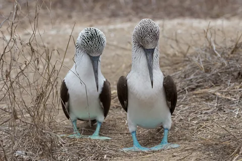 Pair of blue-footed boobies, Isla de la Plata, Ecuador — Nicolas Marincic
