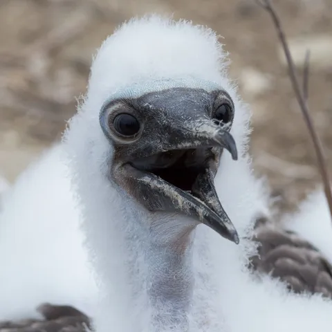 Booby chick close-up, Isla de la Plata, Ecuador — Nicolas Marincic