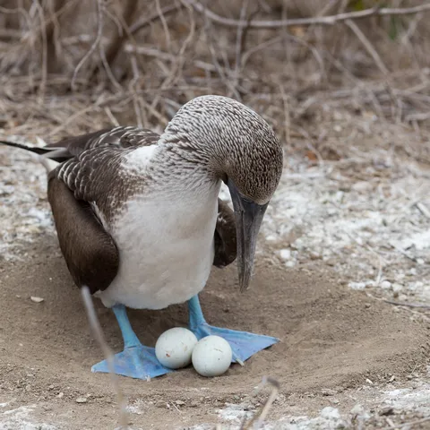 Blue-footed booby over its eggs, Isla de la Plata, Ecuador — Nicolas Marincic