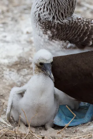 Booby chick beneath its parent, Isla de la Plata, Ecuador — Nicolas Marincic